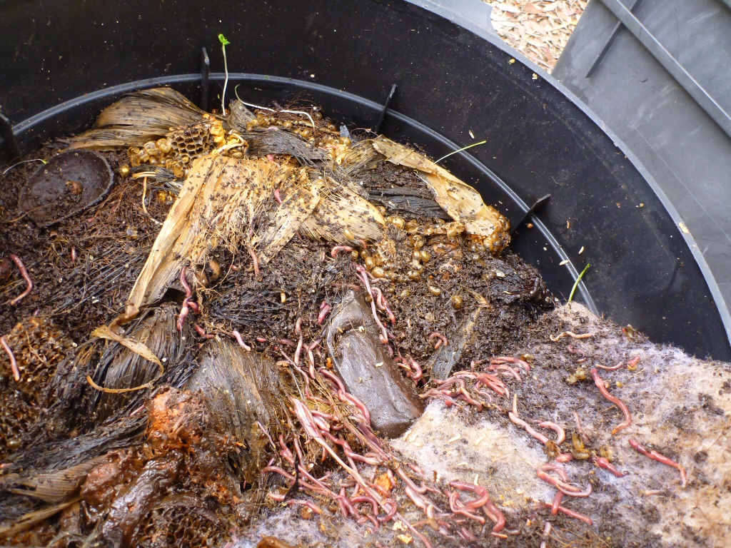How To Keep Your Worm Farm Cool In Summer