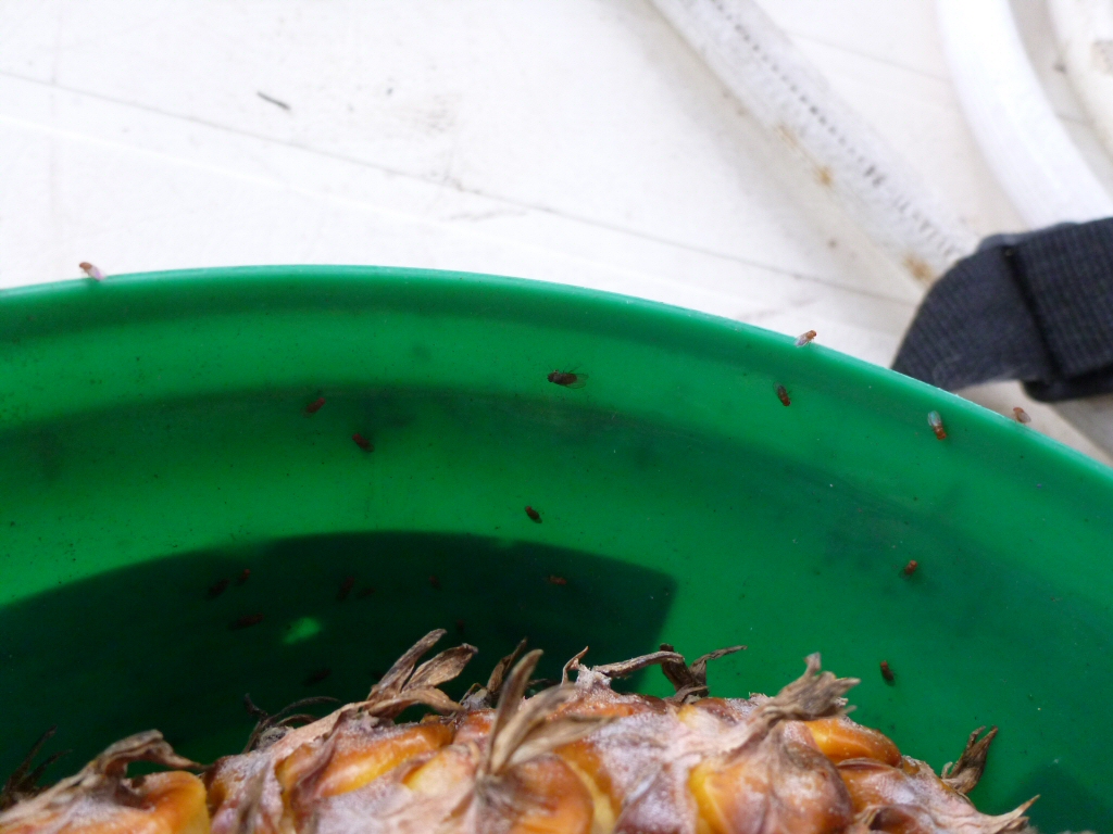 Vinegar Flies and Compost Buckets