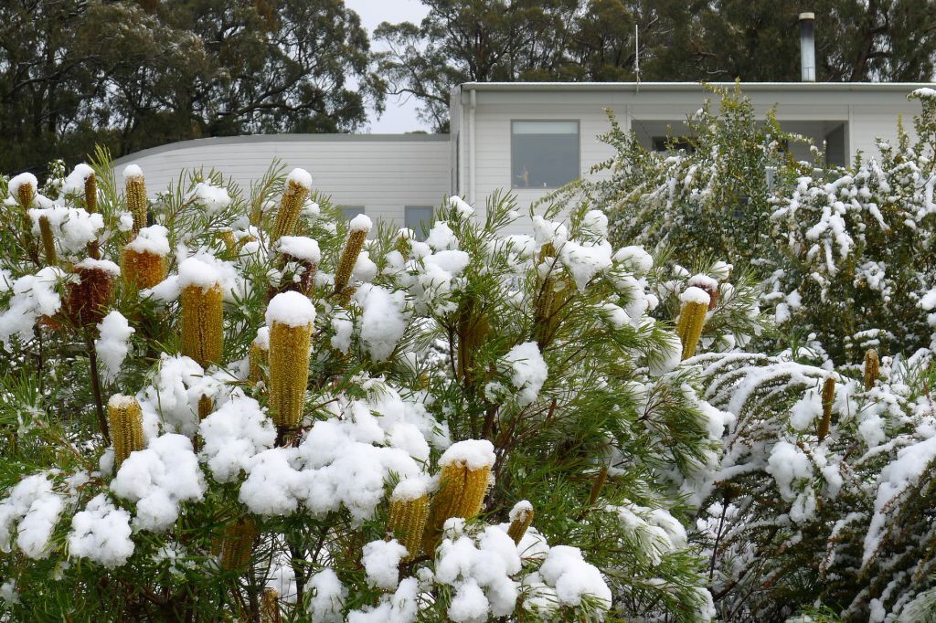 Minimising frost damage in the garden
