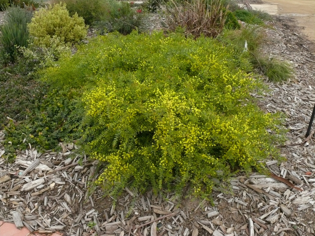 Acacia acinacea ‘Pot o Gold’ – Gold Dust Wattle