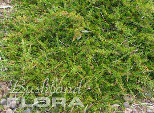 Acacia aculeatissima ‘Snake Wattle’