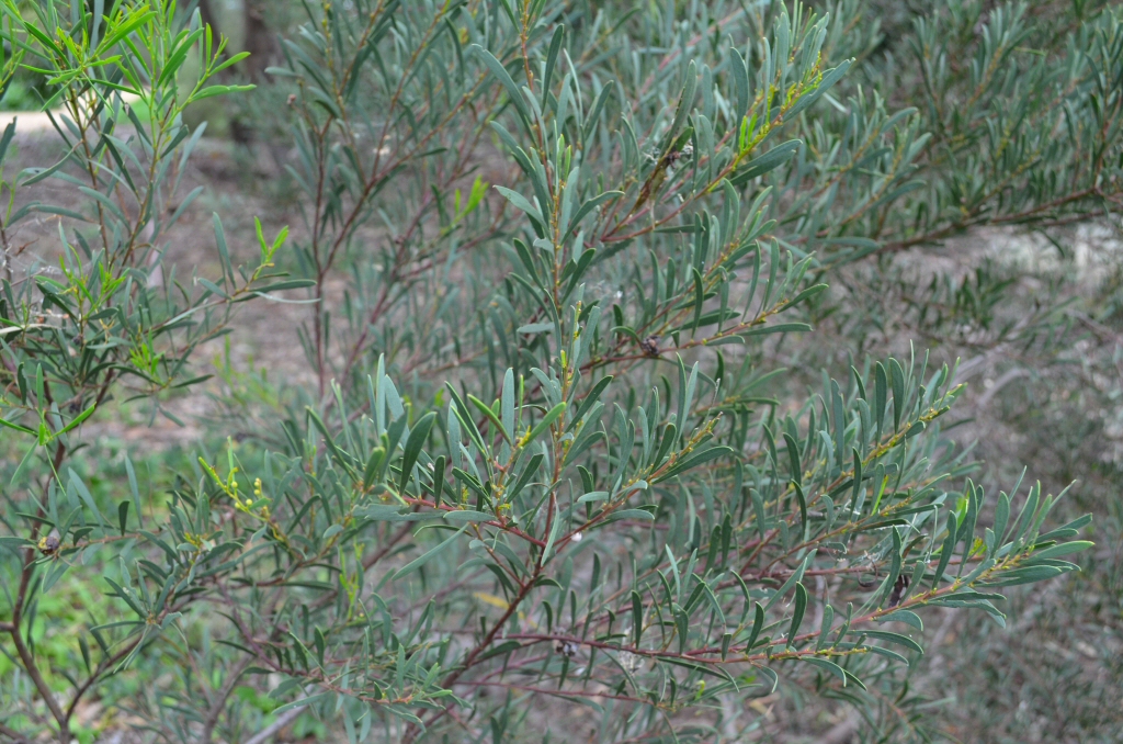 Acacia alcockii – Wattle