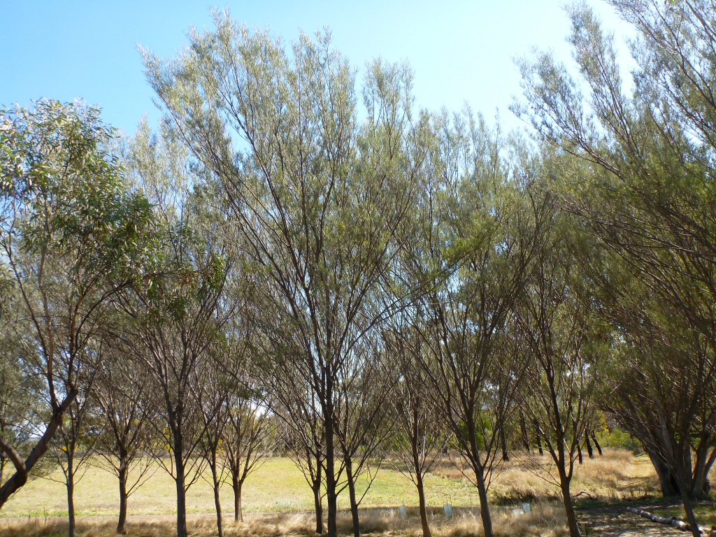 Acacia aneura – Mulga Wattle