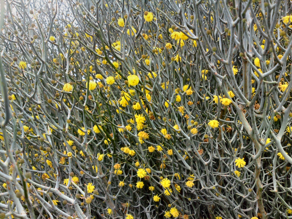 Acacia aphylla – Leafless Rock Wattle