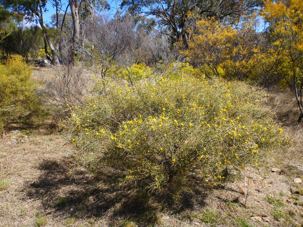Acacia ashbyae – Ashby’s Wattle