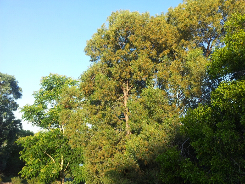 Acacia aulacocarpa – Brown Salwood Wattle