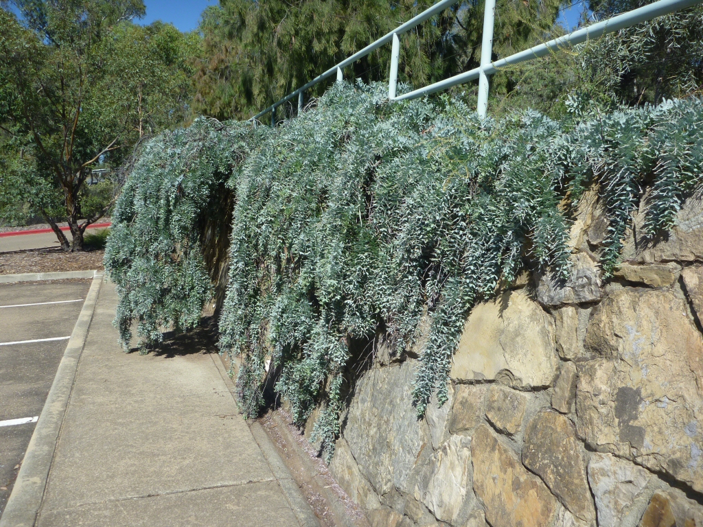 Acacia baileyana ‘Prostrate’ – Cootamundra Wattle