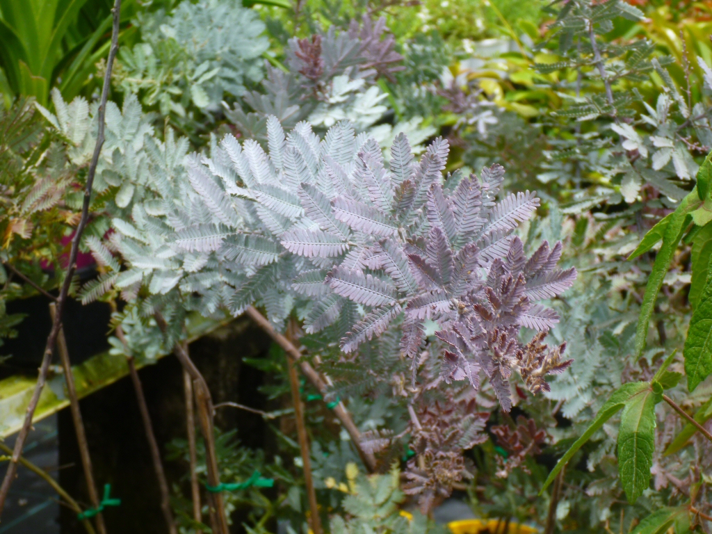 Acacia baileyana ‘Purpurea’ – Cootamundra Wattle