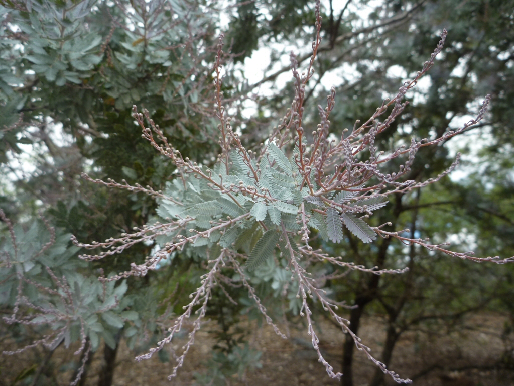 Acacia baileyana – Cootamundra Wattle
