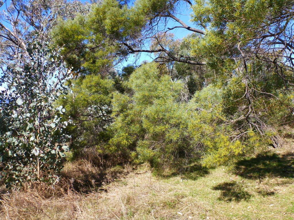 Acacia burrowii – Yarran Wattle