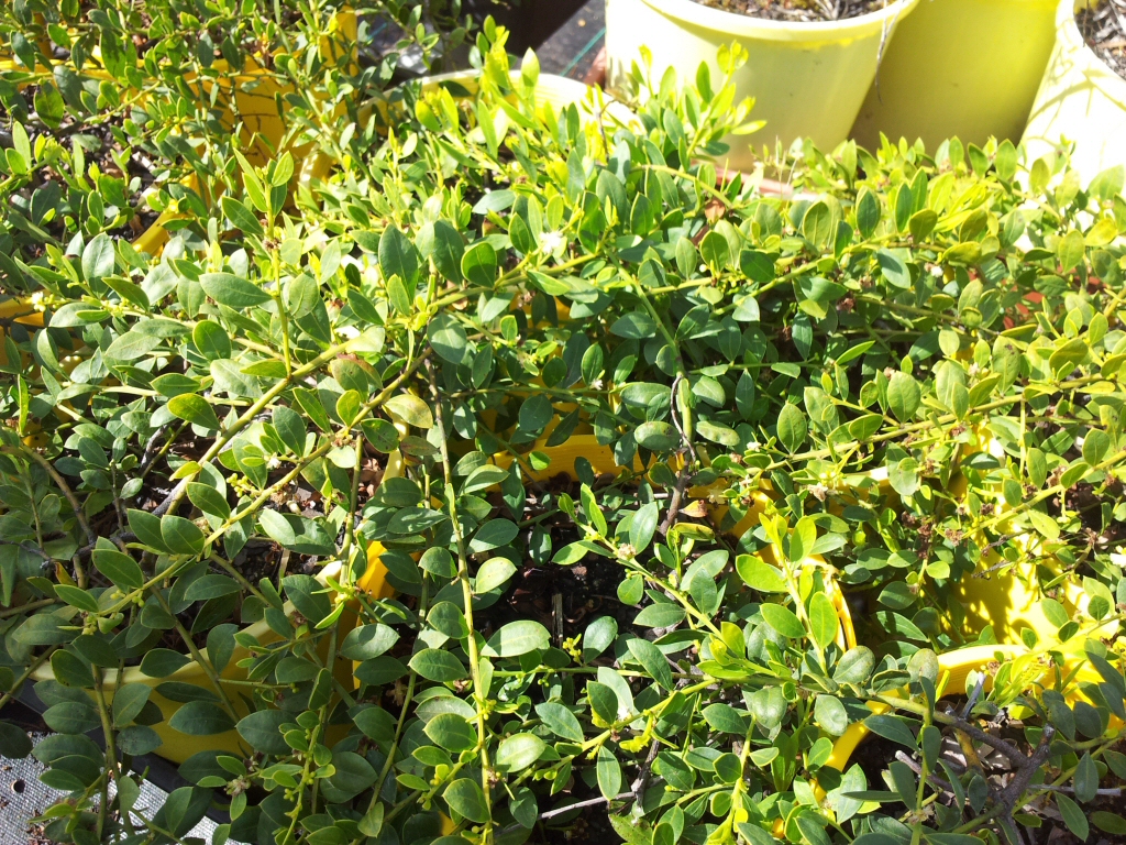 Acacia buxifolia ‘Prostrate’ – Box-leaf Wattle