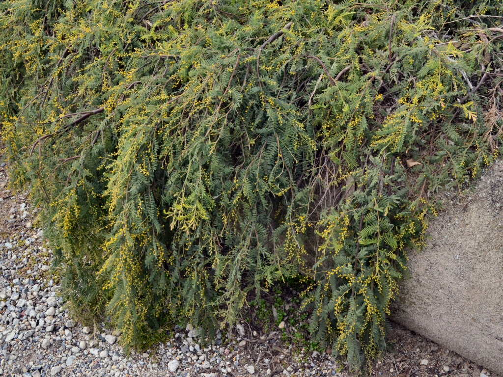 Acacia cardiophylla ‘Gold Lace’ – Wyalong Wattle