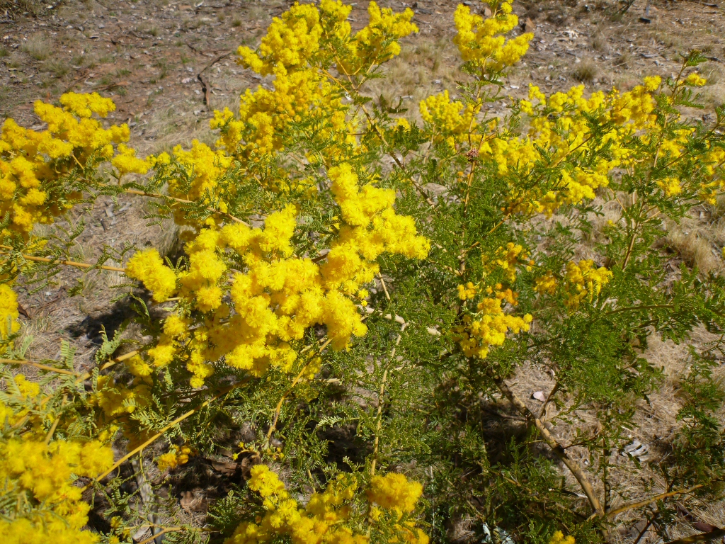 Acacia chinchillensis – Chinchilla Wattle