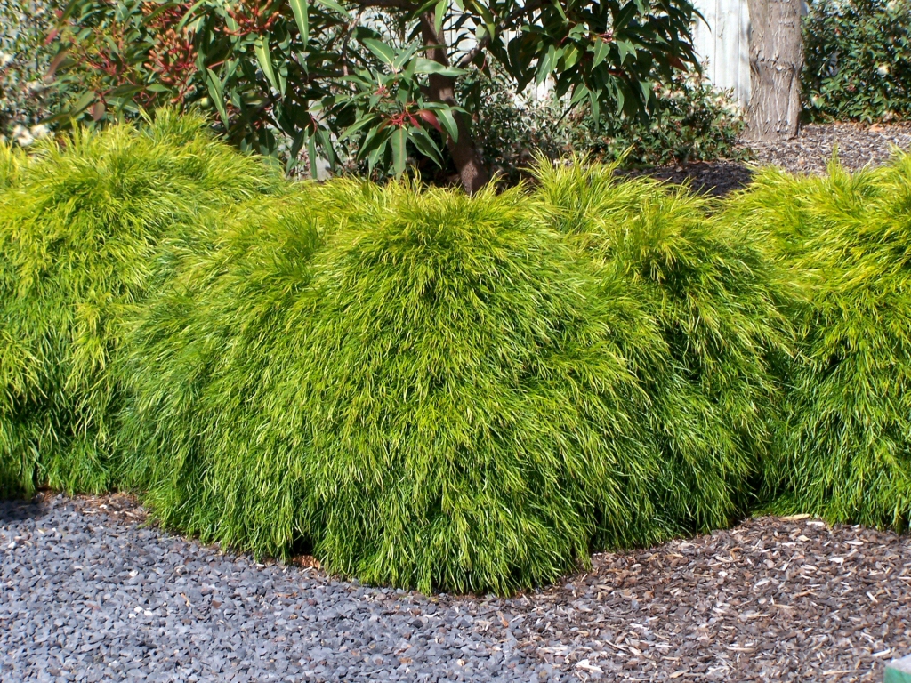 Acacia cognata ‘Bower Beauty’ – River Wattle