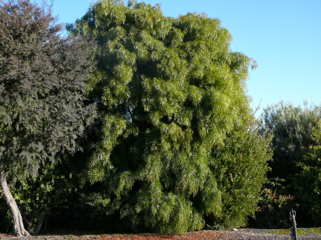 Acacia cognata ‘Copper Tips’ – River Wattle