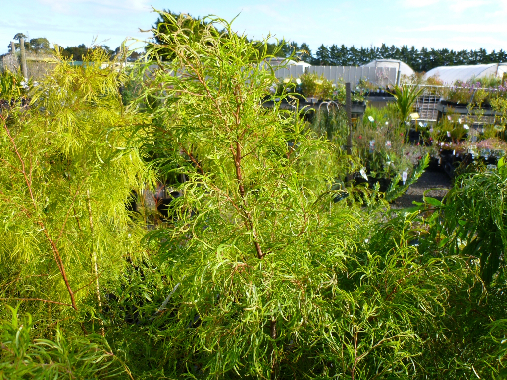 Acacia cognata ‘Emerald Curl’ – Wattle
