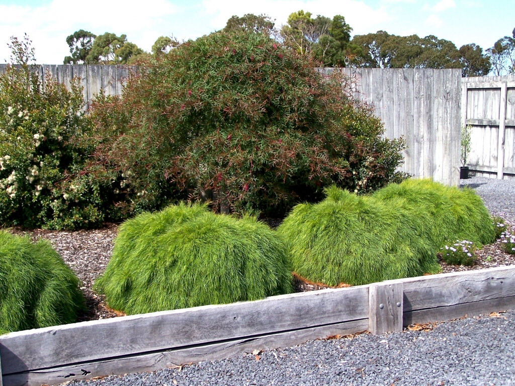 Acacia cognata ‘Limelight’ – River Wattle