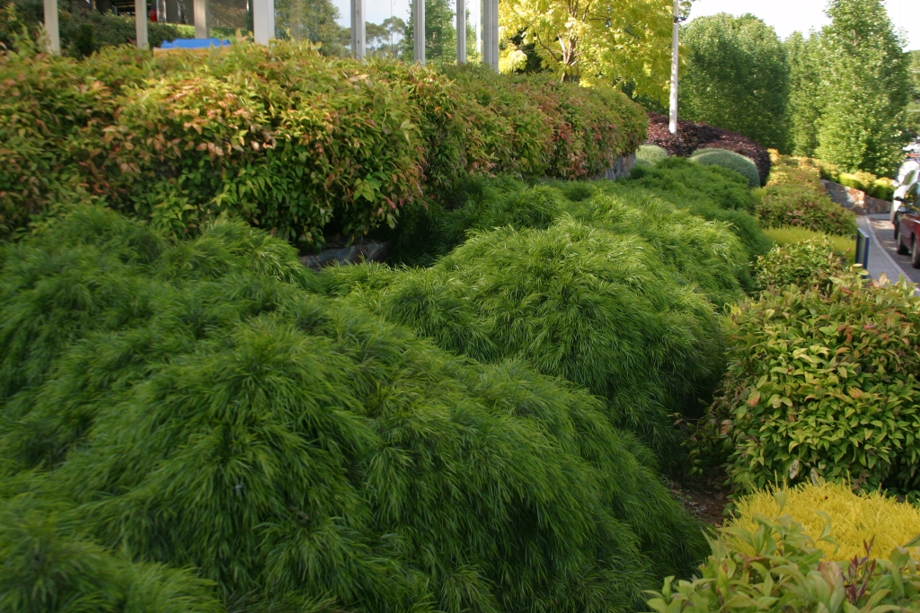 Acacia cognata ‘Mini Cog’ – River Wattle