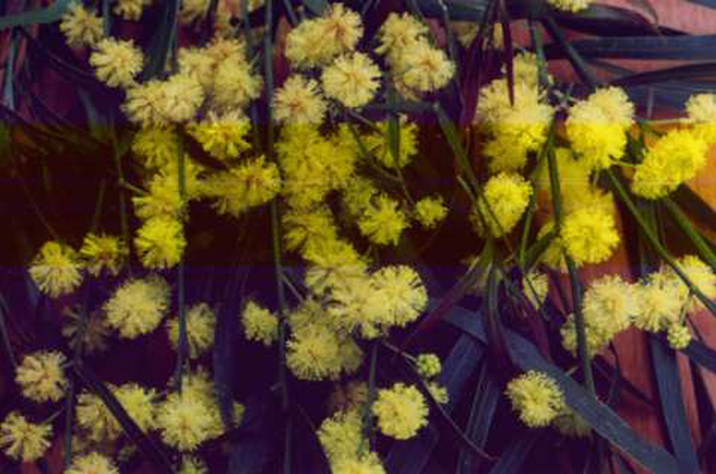 Acacia cognata ‘Mop Top’ – River Wattle