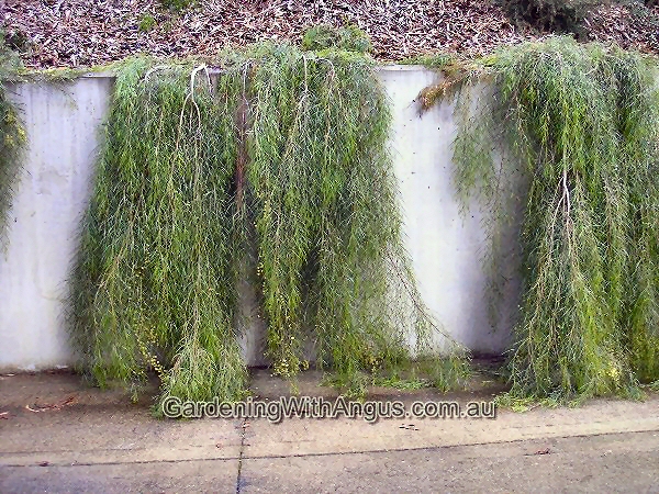 Acacia cognata ‘Waterfall’ – River Wattle