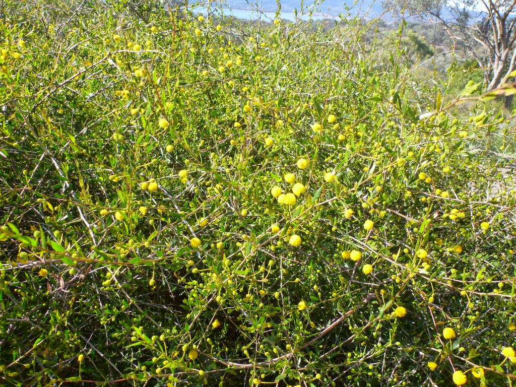 Acacia congesta – Wattle