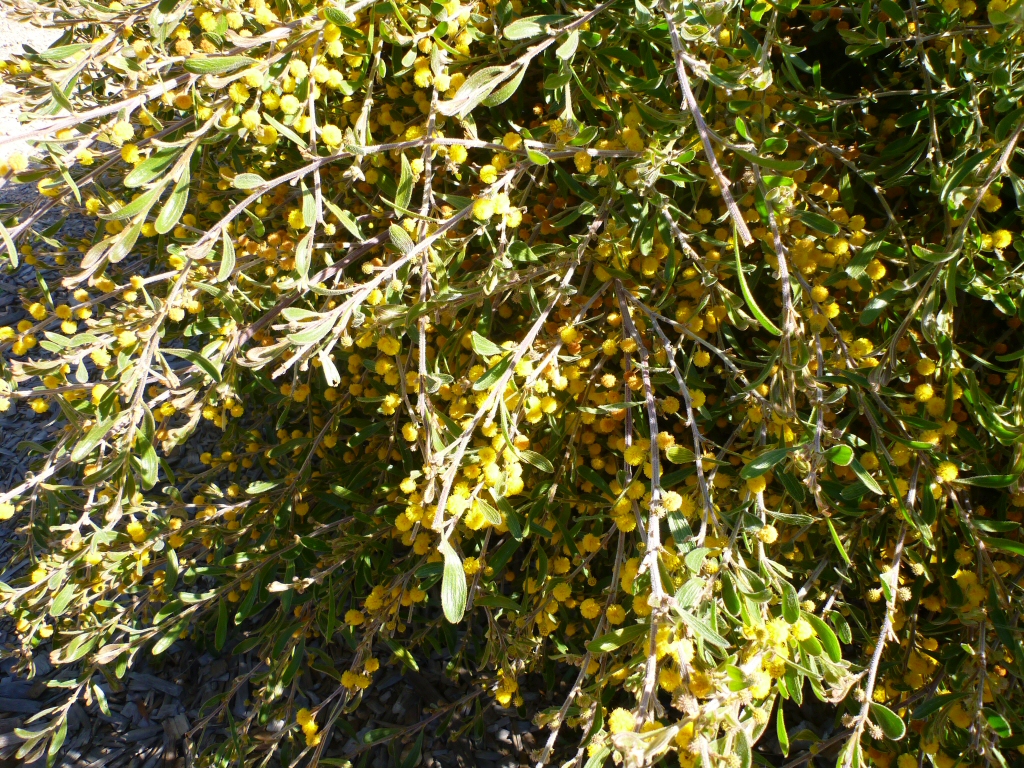 Acacia consobrina – Watercourse Wattle
