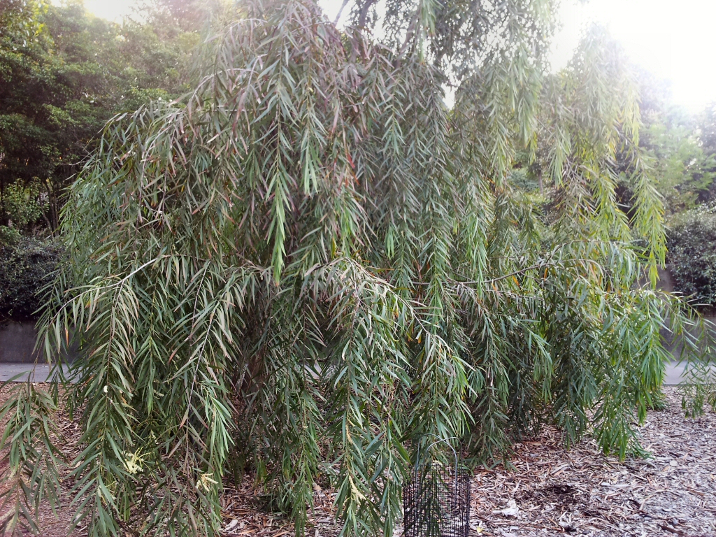 Acacia courtii – Wattle