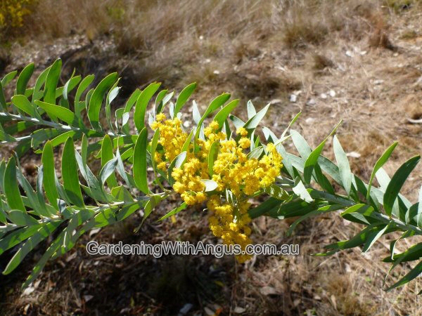 Acacia covenyi – Blue Bush Wattle