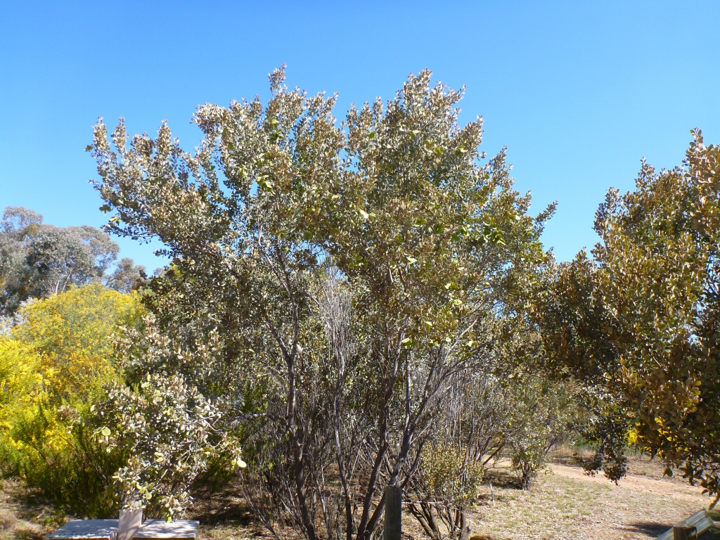 Acacia craspedocarpa – Broad-leaved Mulga