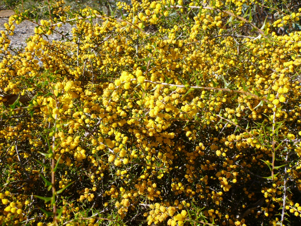 Acacia delphina – Dolphin Wattle
