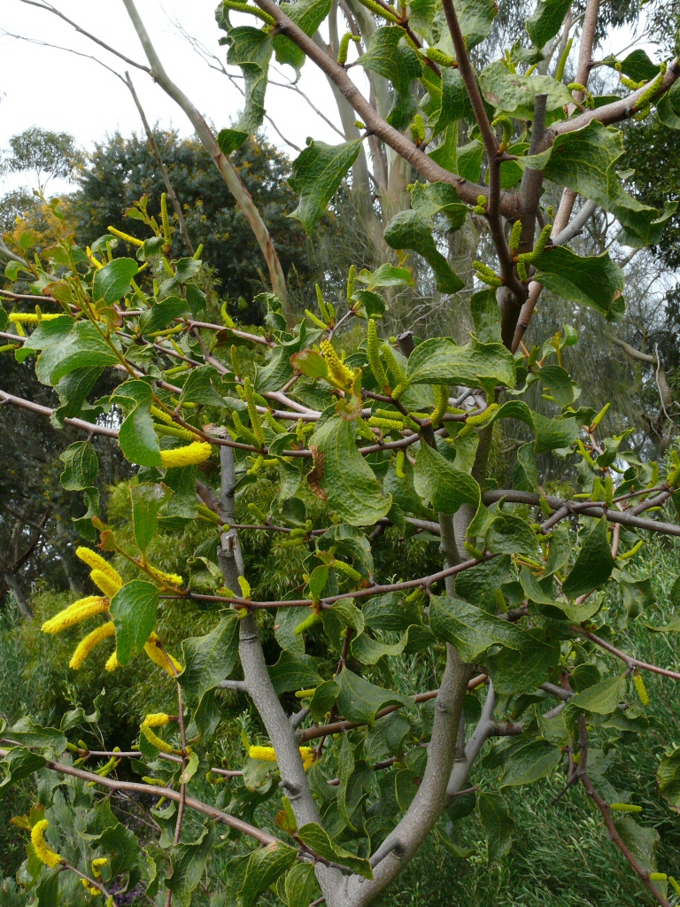 Acacia denticulosa – Sandpaper Wattle