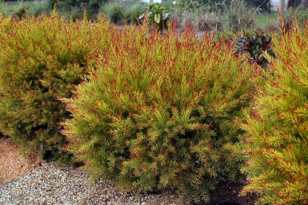 Acacia fimbriata ‘Crimson Blush’ – Wattle