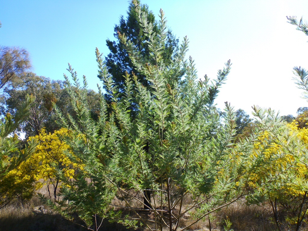 Acacia fulva – Velvet Wattle