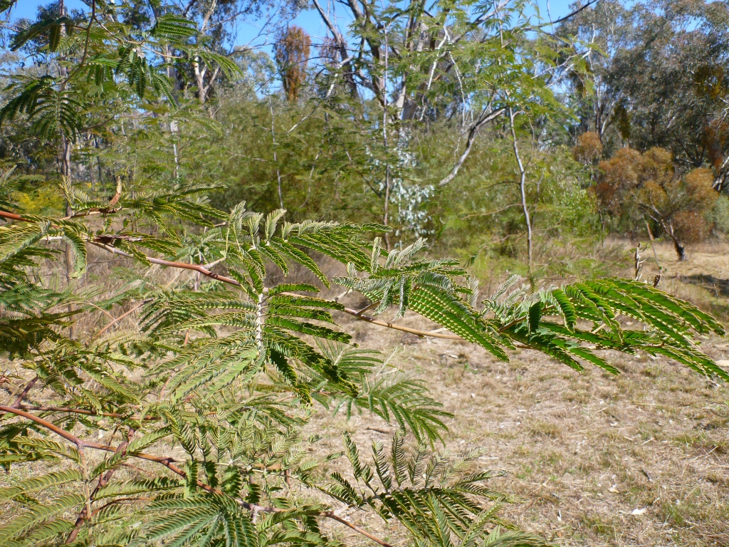 Acacia glaucocarpa – Feathery Wattle