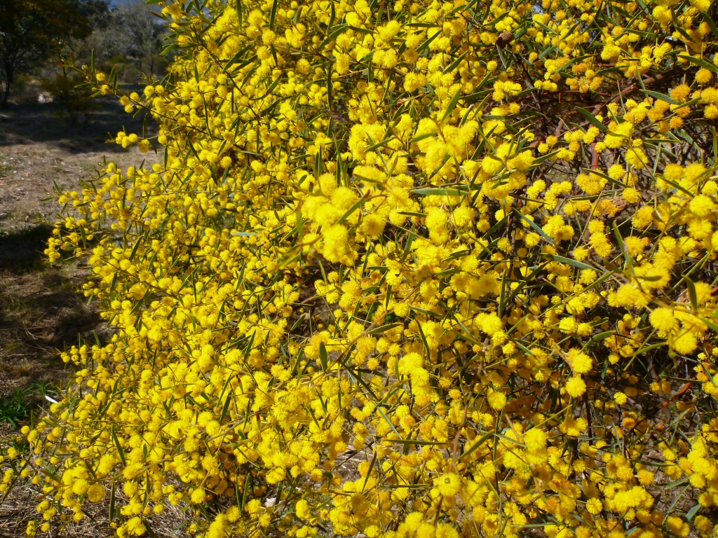 Acacia ixiophylla – Wattle
