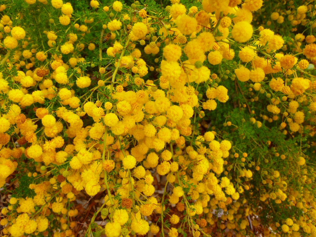Acacia lasiocarpa – Wattle