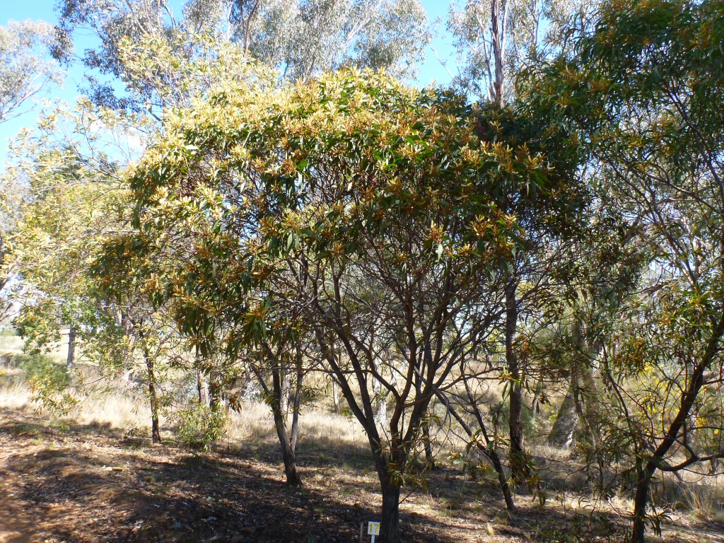 Acacia leiocalyx – Black Wattle