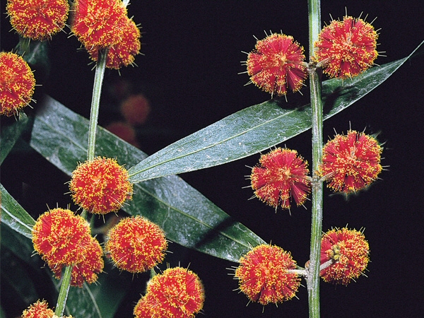 Acacia leprosa ‘Scarlet Blaze’ – Cinnamon Wattle
