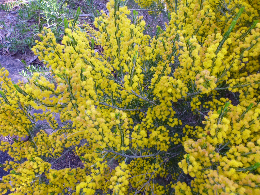 Acacia lineata – Streaked Wattle