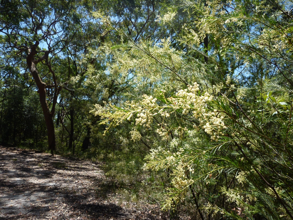 Acacia linifolia – Flax Wattle
