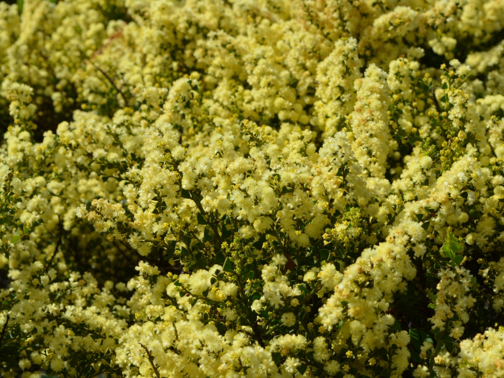 Acacia littorea – Wattle
