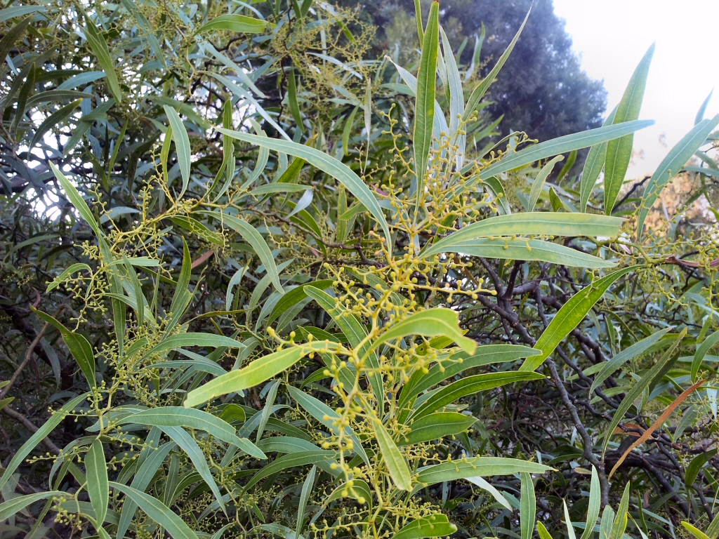 Acacia macradenia – Zig Zag Wattle