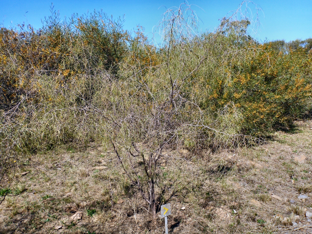 Acacia merinthophora – Wattle