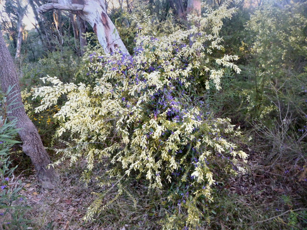 Acacia oxycedrus – Spike Wattle