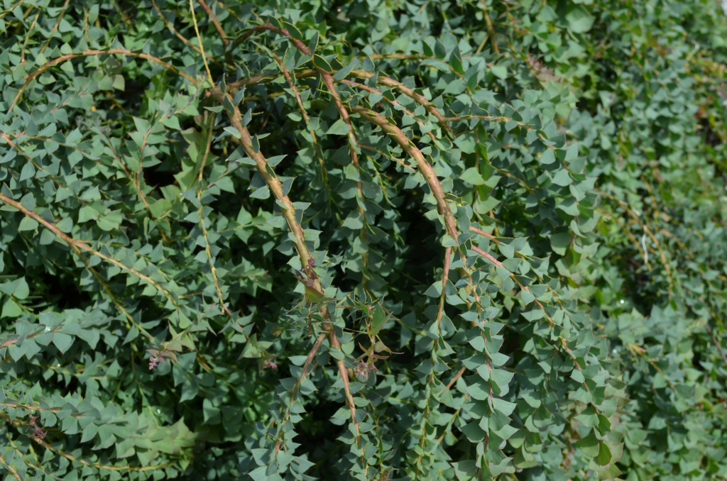 Acacia pravissima ‘Bushwalk Baby’ – Wattle