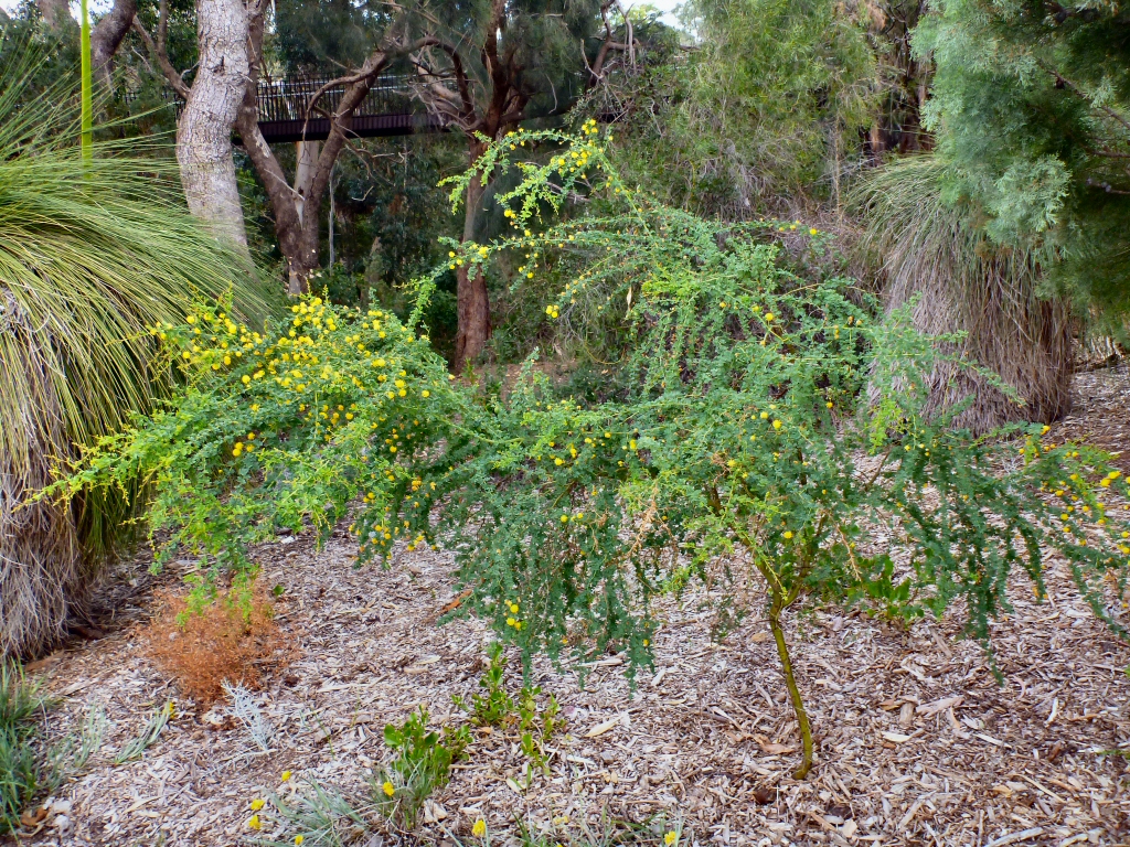 Acacia pulchella –  Prickly Moses Wattle