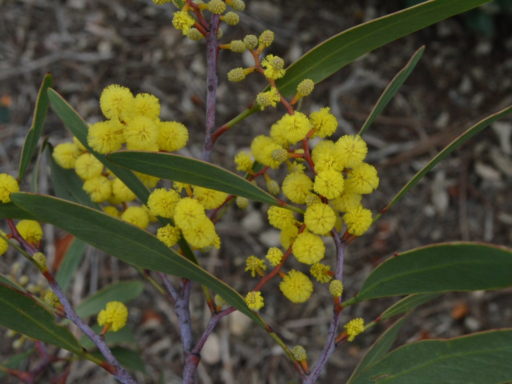 Acacia pycnantha – Golden Wattle
