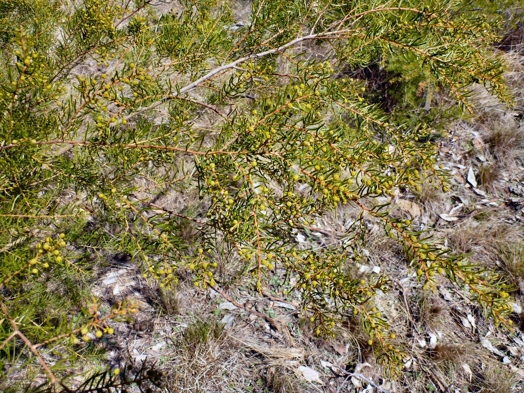 Acacia resinicostata – Wattle