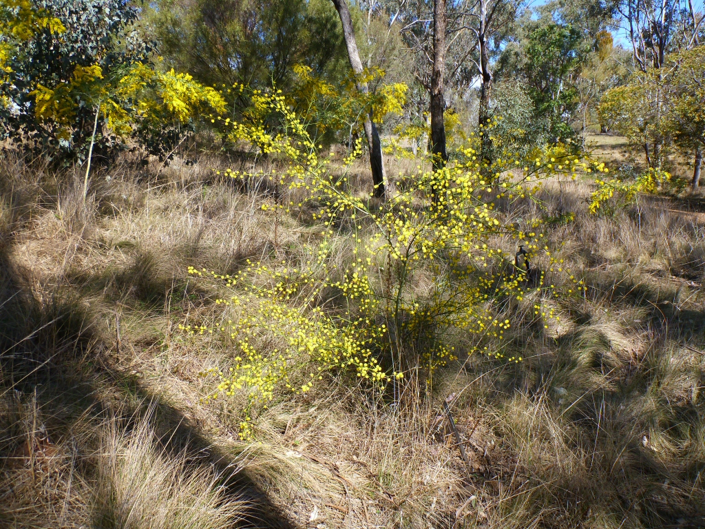 Acacia restiacea – Wattle