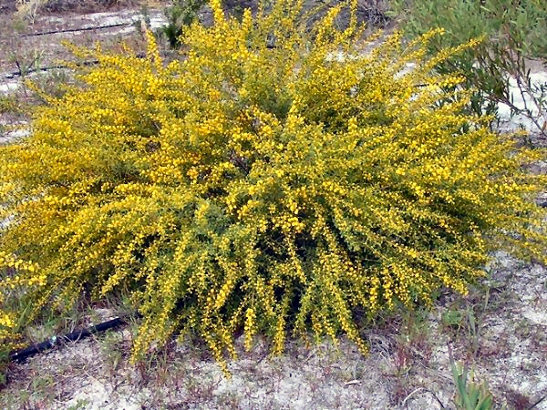 Acacia spathulifolia ‘Gold Carpet’ – Wattle